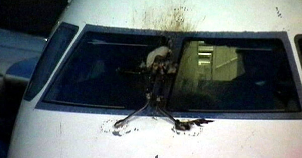 邦楽 A Report of the Birdstrike Osaka Itami Airport] Bird strike the plane that took off